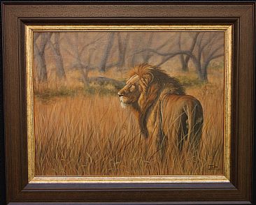 Golden lion - Male lion by Ilse de Villiers