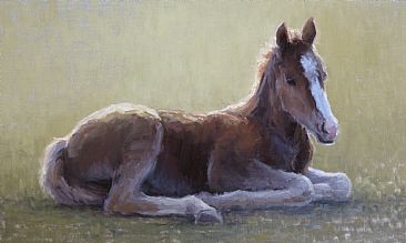 Colt - Horses by Kathleen Dunphy