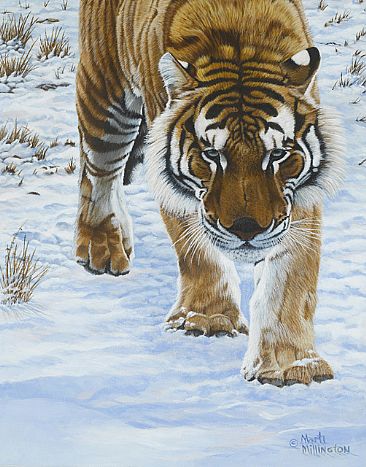 Face to Face  - Siberian Tiger by Marti Millington