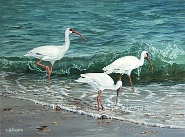 The Beach Boys - White Ibis by Marti Millington