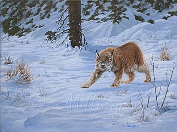 The Hunt Begins - Canada Lynx by Marti Millington