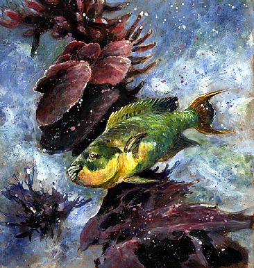One of Many - Parrotfish by Wayne Chunat