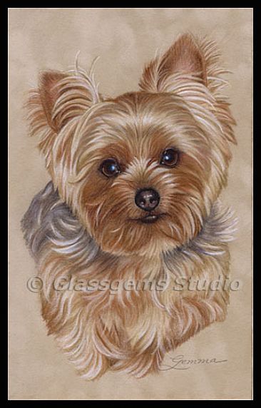 Chico - Yorkshire Terrier by Gemma Gylling
