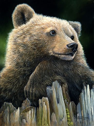 Day Dreams - Grizzly Bear by Dianne Munkittrick
