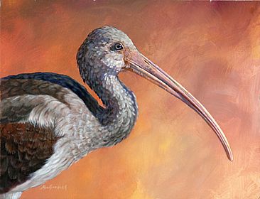 Juvenile Ibis -  by Dianne Munkittrick