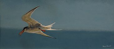 Least Tern - Least Tern in Gulf of Mexico by Billy-Jack Milligan