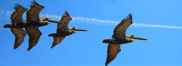 Fight or Flight - Pelicans in flight by Billy-Jack Milligan