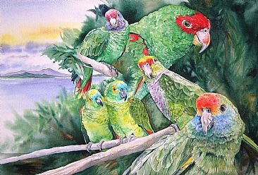 Parrots of the Atlantic Forest - Endangered parrots of the Atlantic Forest of Brazil by Kitty Harvill