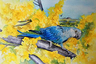 Ararinha Azul - Spix's Macaw - The Rarest Bird in the World by Kitty Harvill