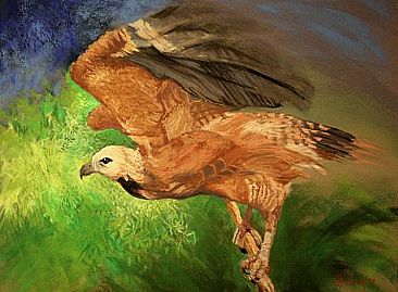 Gavio-belo - Black-collared hawk by Kitty Harvill