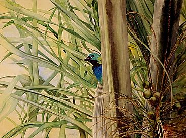 Sara-de-sete-cores II - Green-headed tanager by Kitty Harvill