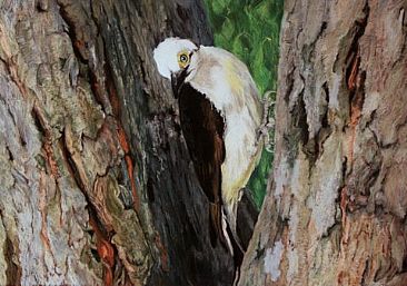 Pica-pau-branco - White woodpecker by Kitty Harvill