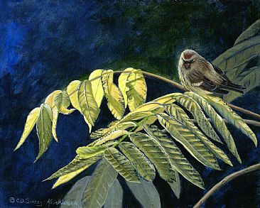Hoary Redpoll resting in Butternut tree - Hoary Redpoll sitting on a fall coloured butternut leaf by Cindy Sorley-Keichinger