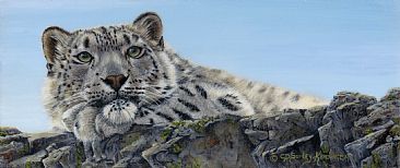 Chillin - Snow Leopard by Cindy Sorley-Keichinger