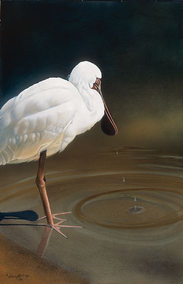 Contemplation - African Spoonbill by Cindy Sorley-Keichinger