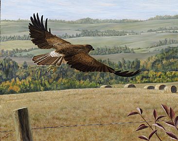 Free Spirit - Swainson's Hawk - Swainson's Hawk by Cindy Sorley-Keichinger