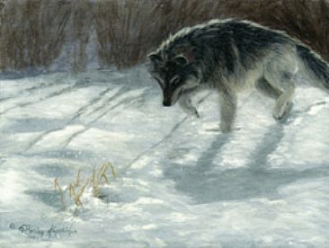 I See Lunch - Grey Wolf by Cindy Sorley-Keichinger