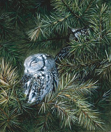 On Guard - Grey Screech Owls by Cindy Sorley-Keichinger