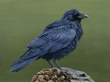 Raven Study - Raven by Cindy Sorley-Keichinger