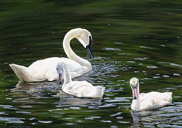 The Ugly Ducklings - Trumpeter Swan and signets by Cindy Sorley-Keichinger