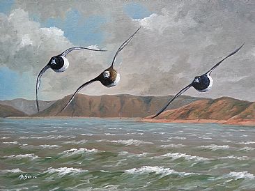 Windy flight - Tufted ducks by Ahsan Qureshi