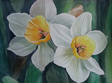 Daffodils - Daffodils by Ahsan Qureshi