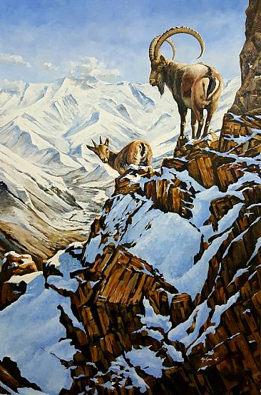 High country  - Himalayan Ibex by Ahsan Qureshi