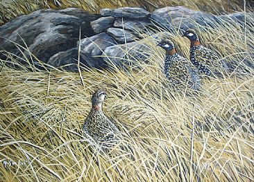 Golden grass - Black francolin (SOLD) by Ahsan Qureshi