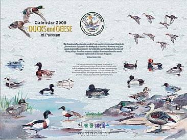 Calander 2009 - Duck and geese of Pakistan by Ahsan Qureshi