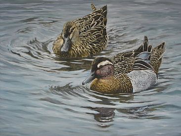 Over the ripples - Garganey teal pair by Ahsan Qureshi