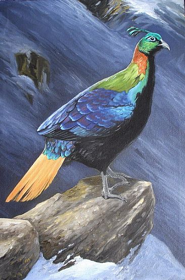 After first snow - Himalayan monal by Ahsan Qureshi
