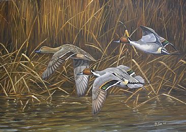 Over the marsh (SOLD) -  Pintails by Ahsan Qureshi