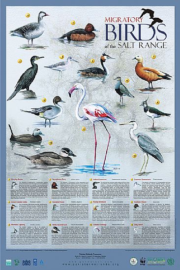 Migratory birds of Saltrange - Migratory birds of saltrange of Pakistan by Ahsan Qureshi