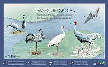 Cranes poster - Cranes of Pakistan by Ahsan Qureshi