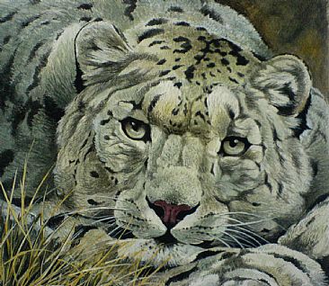 Snow leopard portrait (SOLD) - snow leopard by Ahsan Qureshi
