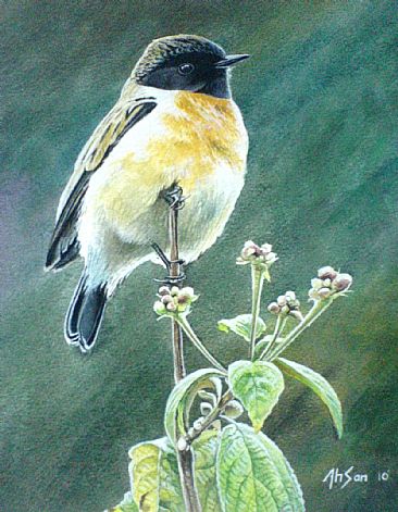 Innocent look - stonechat (sold) by Ahsan Qureshi