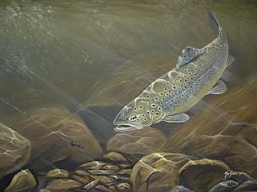 After the bait - Brown trout by Ahsan Qureshi
