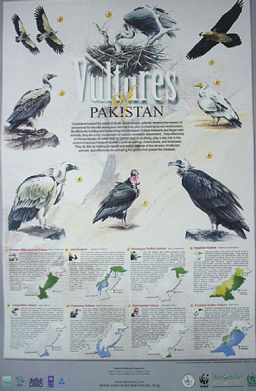 Vultures of Pakistan - Vultures of Pakistan by Ahsan Qureshi