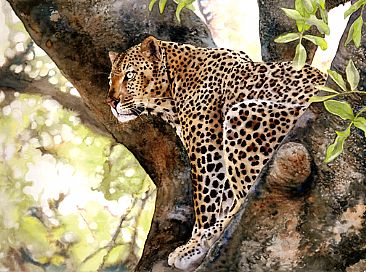 Leopard in Tree - Female South African leopard with a kill in the tree by Linda DuPuis-Rosen