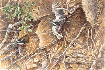 Huachuca Redstarts - Painted Redstarts (Myioborus pictus), Emory Oak (Quercus emoryi), and Dim Firetip (Pyrrhopyge Araxes) by Linda Feltner