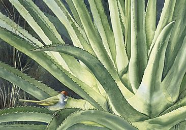 Late Light-Huachuca Migrant - Agave and Green-tailed Towhee by Linda Feltner