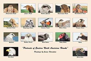 Northeastern American Hawks - 17 Northeastern American Hawks by James Fiorentino