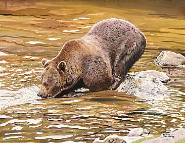 Brown Bear Fishing - Brown Bear by James Fiorentino