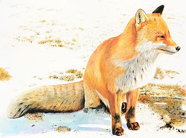 Red Fox - Red Fox by James Fiorentino