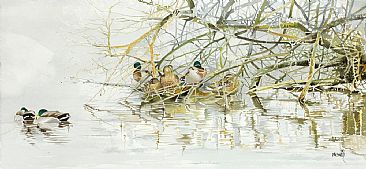 Canards colvert -  by Christian Dache
