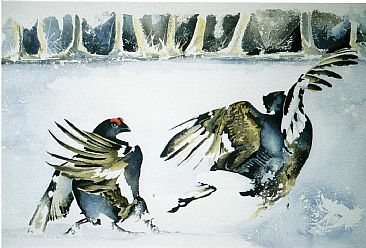 Battle of the Black Grouse - wildlife art by Christian Dache