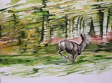 Roe Deer - mammal by Christian Dache