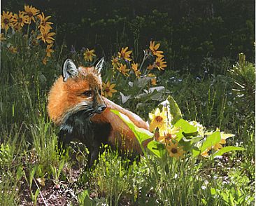 Baby Fox - Fox in Wildflowers by Taylor White