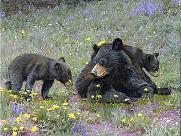 Mother with Cub in Wildflowers - Bear with cubs by Taylor White