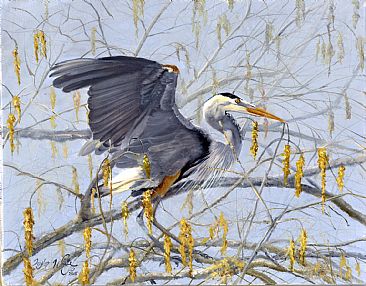 Blue Heron Gathering Nest Material - Great Blue Heron by Taylor White
